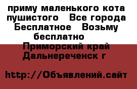 приму маленького кота пушистого - Все города Бесплатное » Возьму бесплатно   . Приморский край,Дальнереченск г.